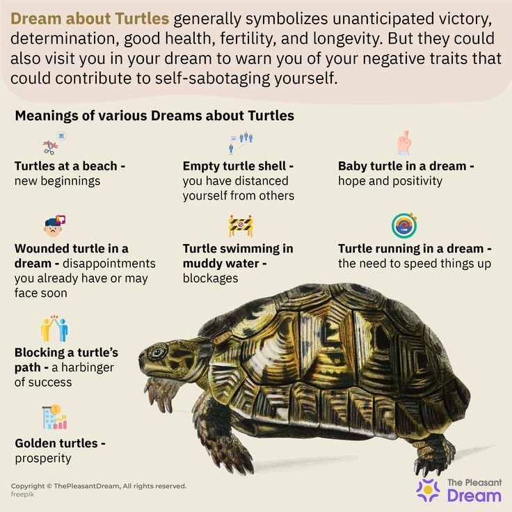 What Do Turtles Symbolize in Dreams