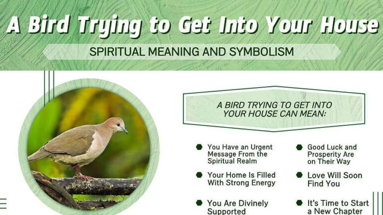 Cardinal Flying into Window Spiritual Meaning