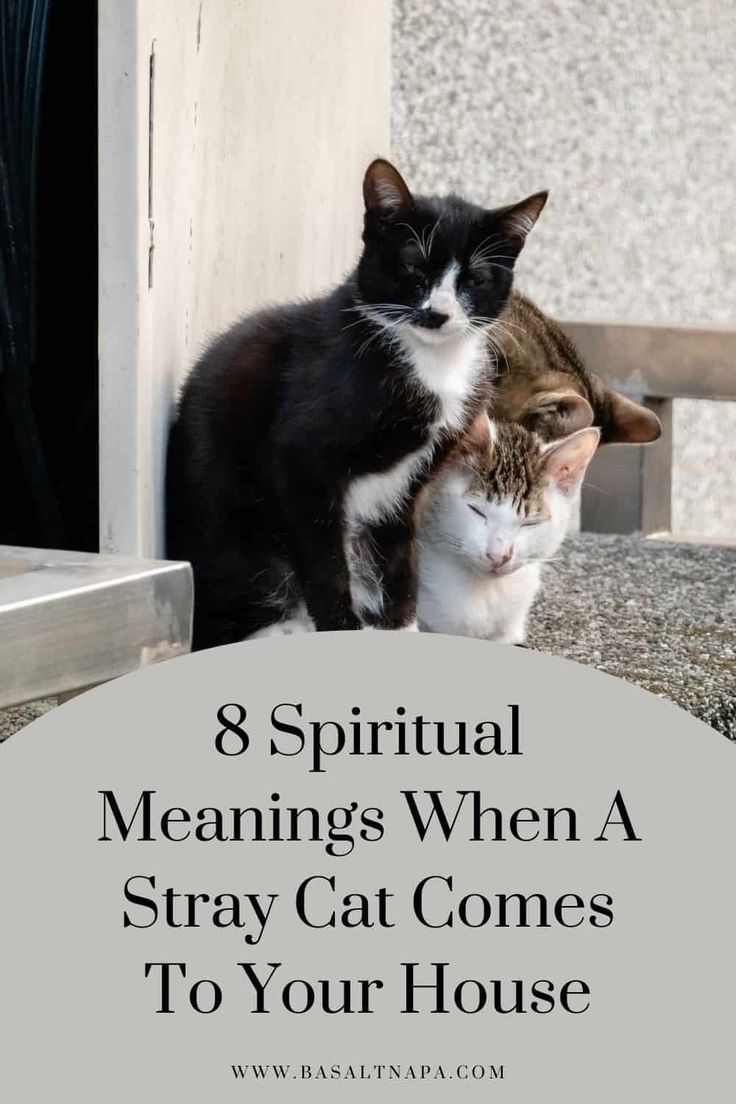 Cat Coming to My House Meaning Spiritual