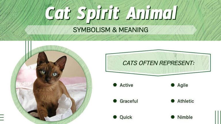 Cat Crying at Night Spiritual Meaning