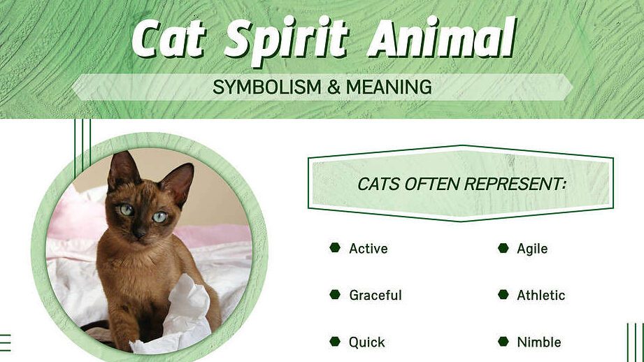 Cat Crying at Night Spiritual Meaning