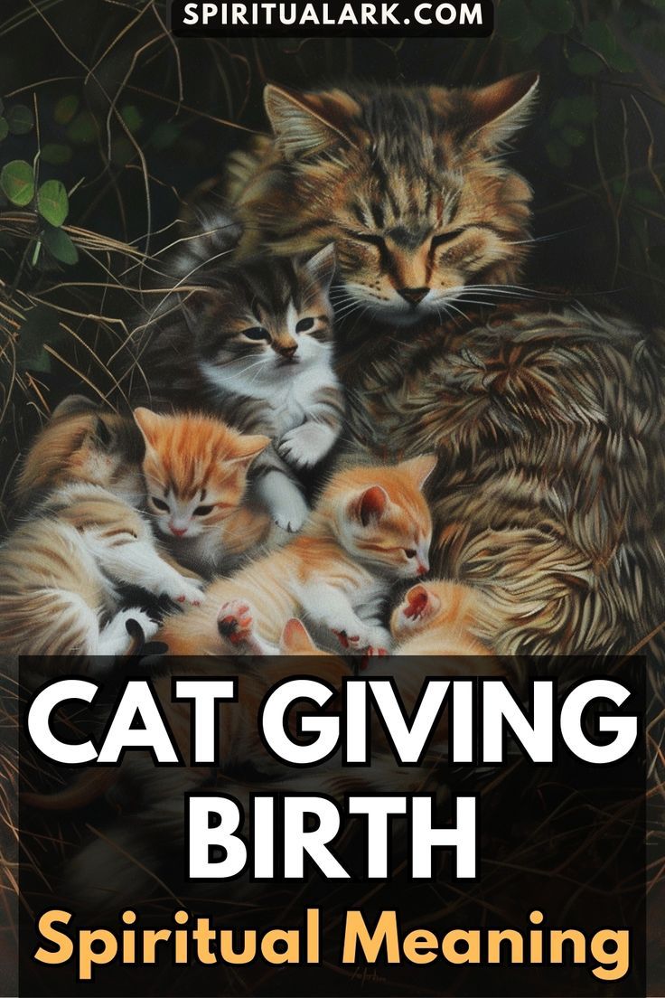Cat Giving Birth Spiritual Meaning