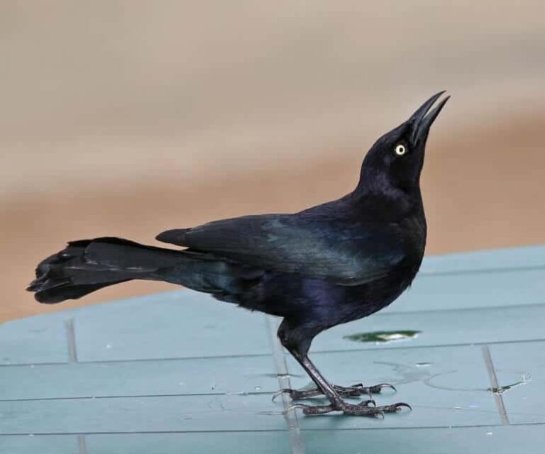 Great-Tailed Grackle Spiritual Meaning!