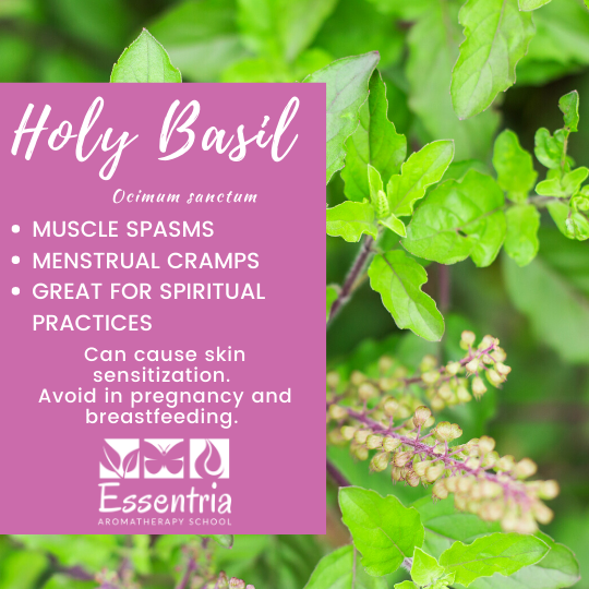 Holy Basil Essential Oil Spiritual Benefits